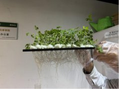 A Pakistani Botanist in Yangling: Mastering Advanced Science